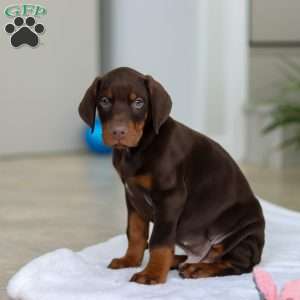 Champ, Doberman Pinscher Puppy